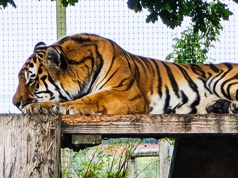 Yorkshire Wildlife Park