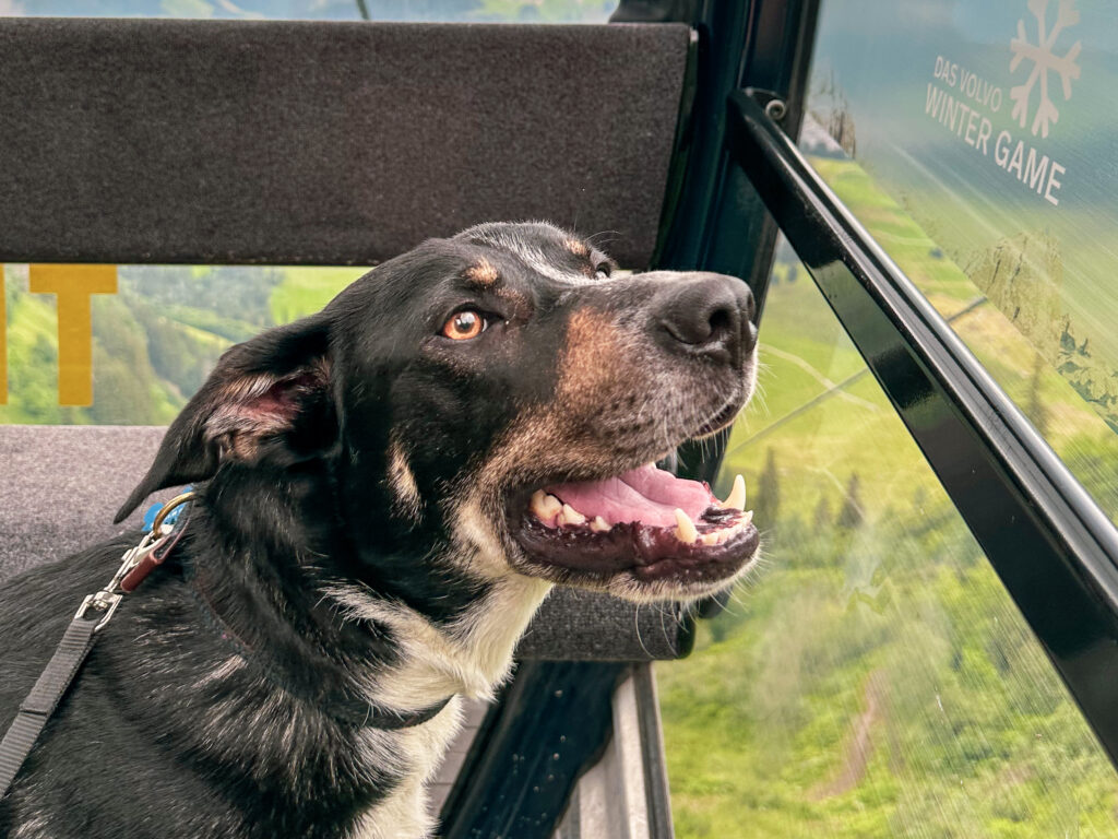 Dog-friendly travel